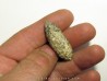 POMME DE PIN "Equicalastrobus" (7)