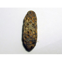 PINE APPLE "Equicalastrobus" silicified (8)