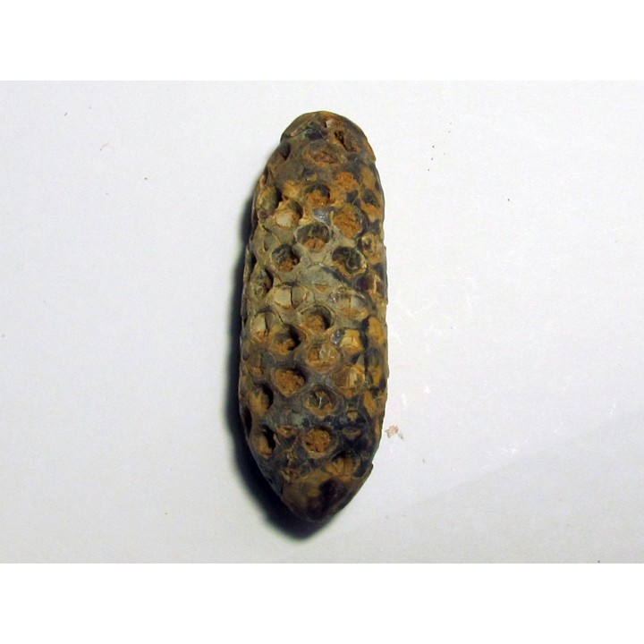 PINE APPLE "Equicalastrobus" silicified (8)