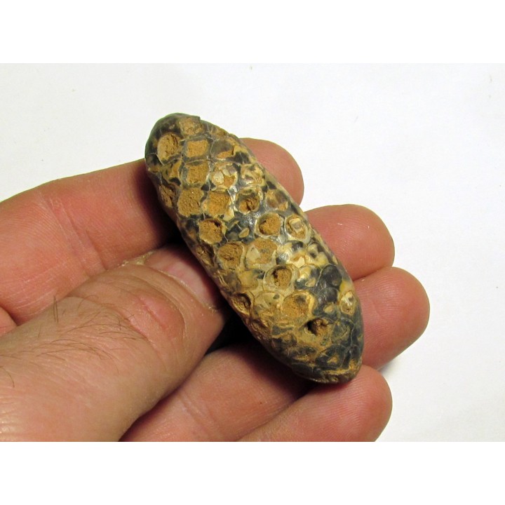 PINE APPLE "Equicalastrobus" silicified (8)