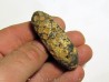 POMME DE PIN "Equicalastrobus" (8)