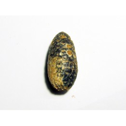 PINE APPLE "Equicalastrobus" silicified (9)