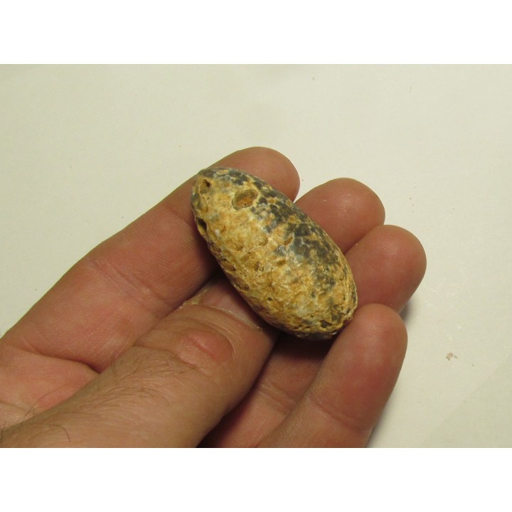 PINE APPLE "Equicalastrobus" silicified (9)