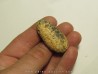 POMME DE PIN "Equicalastrobus" (9)