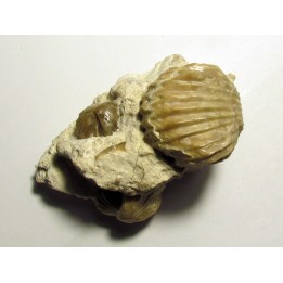 Burmirhynchia decorata (1)