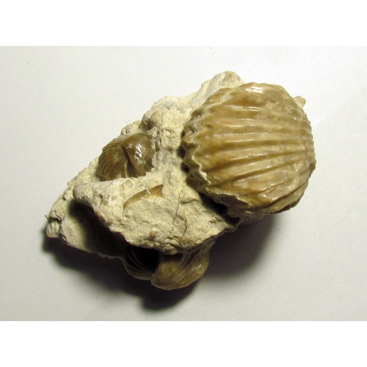 Burmirhynchia decorata (1)