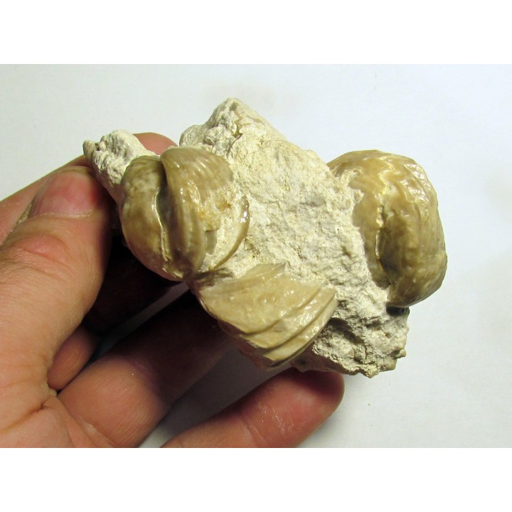 Burmirhynchia decorata (1)