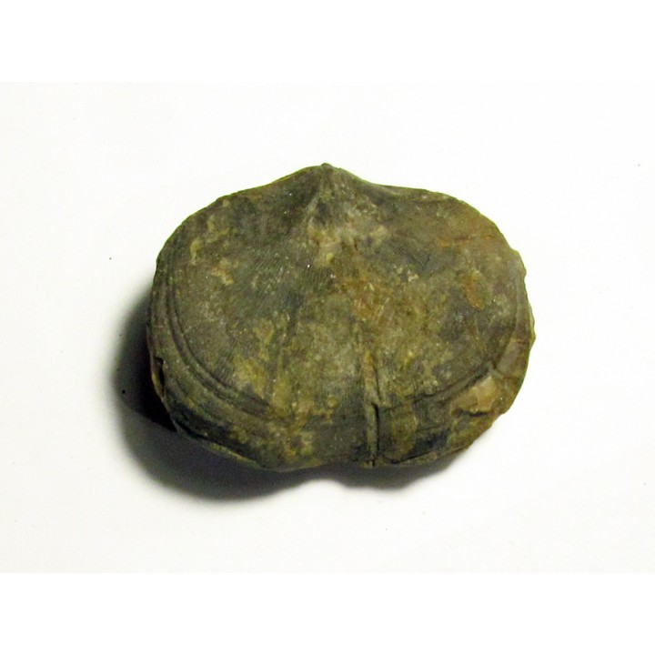schizophoria schnuri