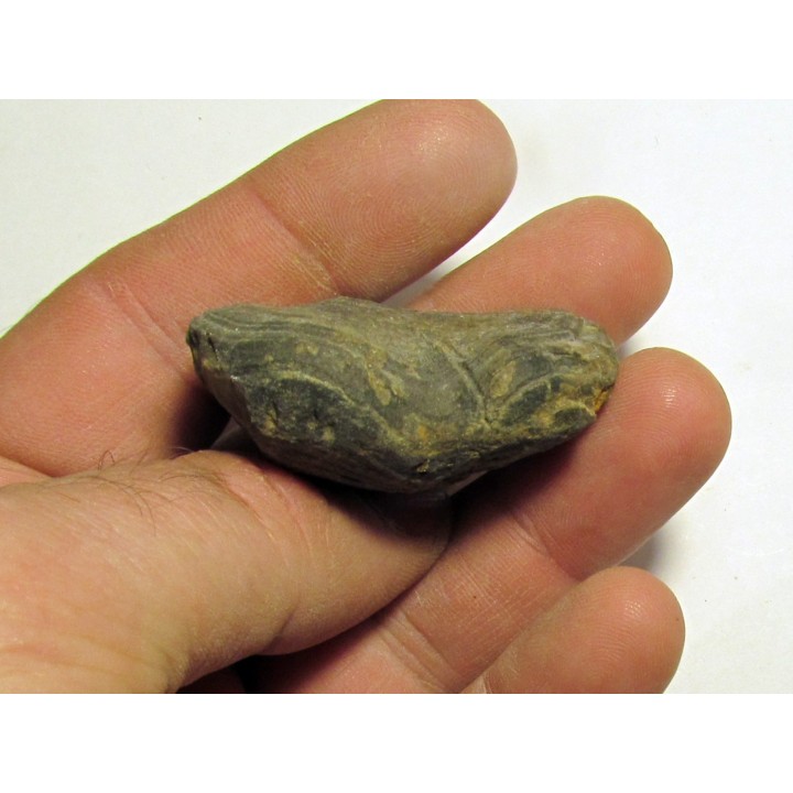 schizophoria schnuri
