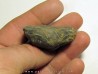 schizophoria schnuri