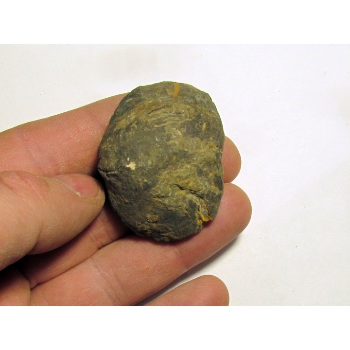 schizophoria schnuri