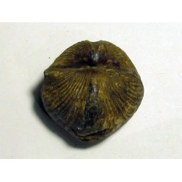 spinocyrtia ostiolata (1)