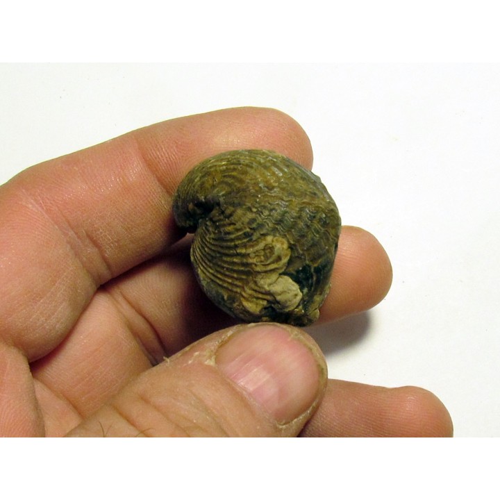 spinocyrtia ostiolata (1)