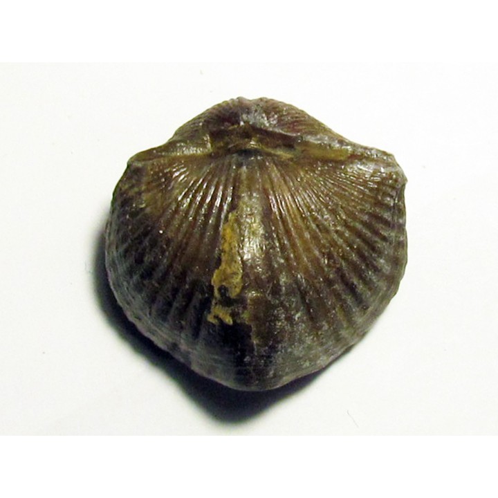 spinocyrtia ostiolata (2)