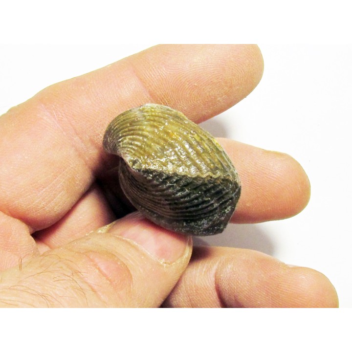 spinocyrtia ostiolata (2)