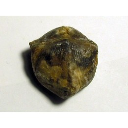 spinocyrtia ostiolata (3)