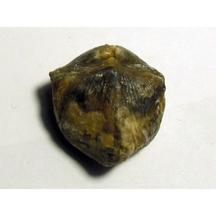 spinocyrtia ostiolata (3)