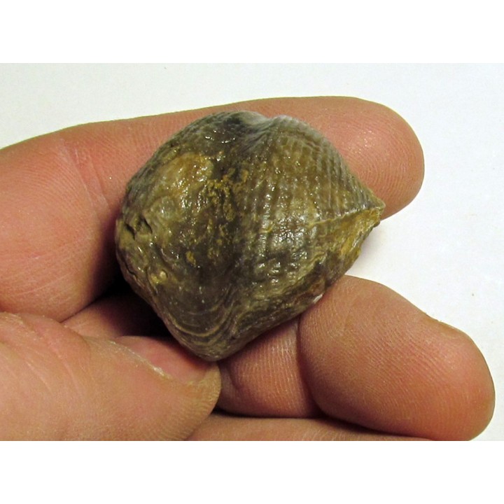 spinocyrtia ostiolata (3)