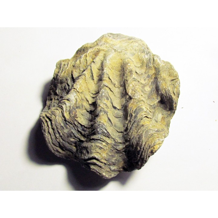 Ostrea nicaisei (1)