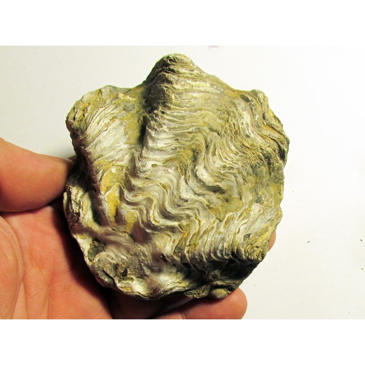 Ostrea nicaisei (1)