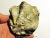 Ostrea nicaisei (1)