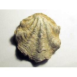 Ostrea nicaisei (2)