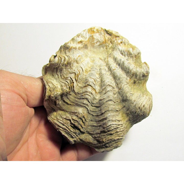 Ostrea nicaisei (2)