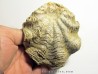 Ostrea nicaisei (2)
