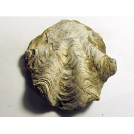 Ostrea nicaisei (3)