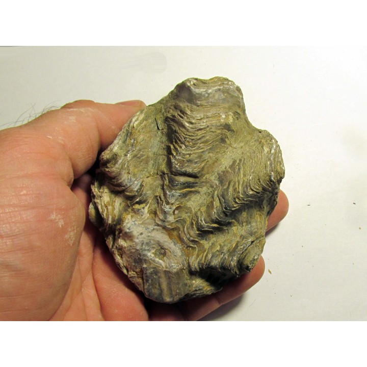 Ostrea nicaisei (3)