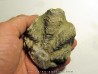 Ostrea nicaisei (3)