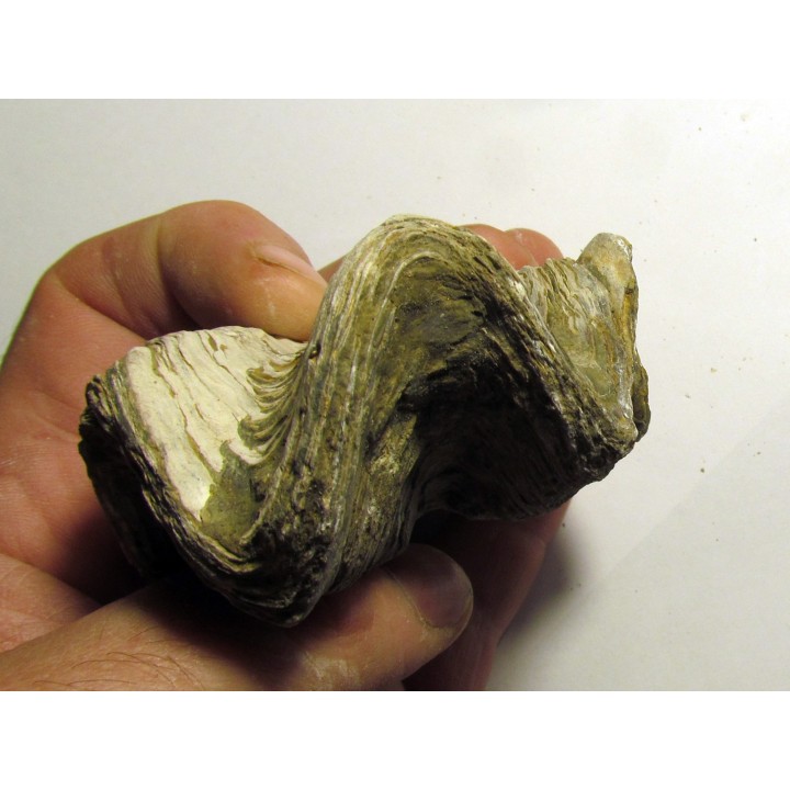 Ostrea nicaisei (3)