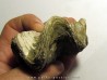 Ostrea nicaisei (3)