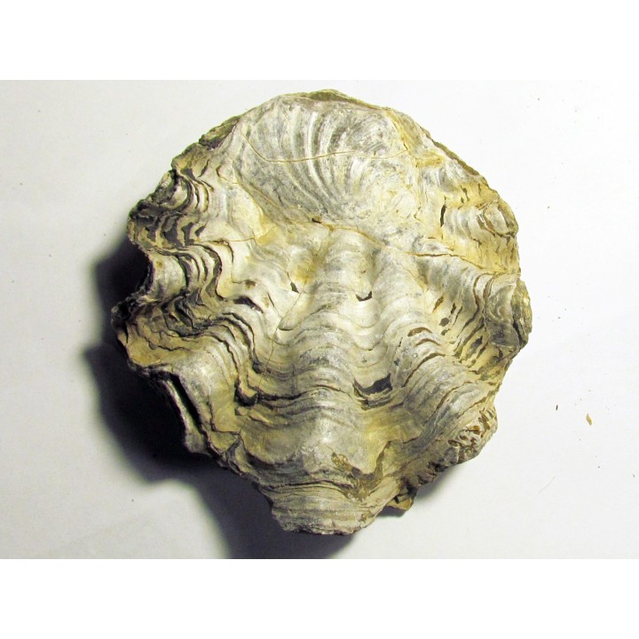 Ostrea nicaisei (4)