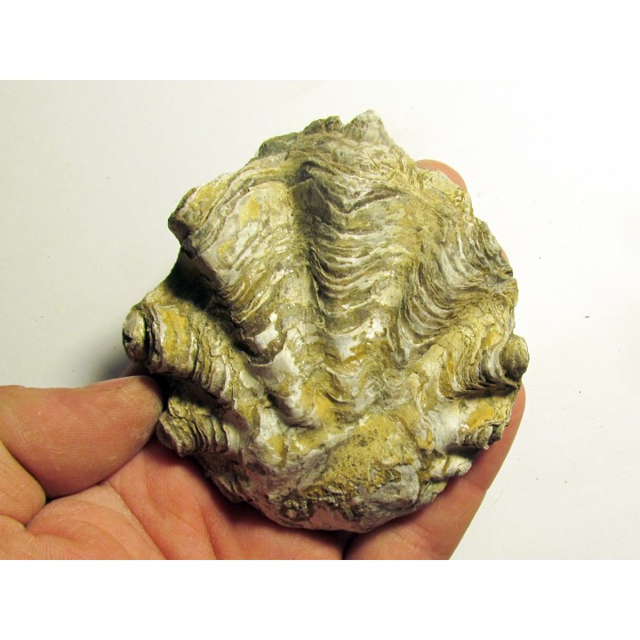 Ostrea nicaisei (4)