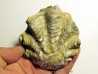 Ostrea nicaisei (4)