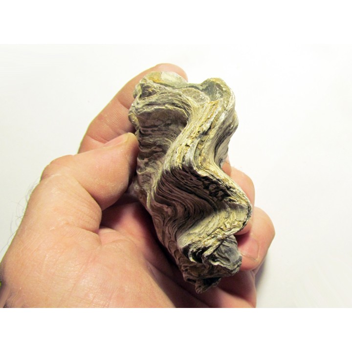 Ostrea nicaisei (4)