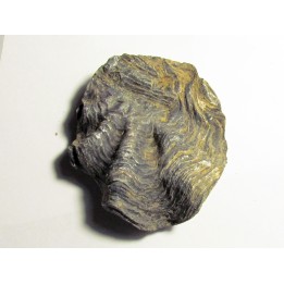 Ostrea nicaisei (5)