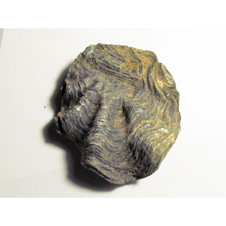 Ostrea nicaisei (5)