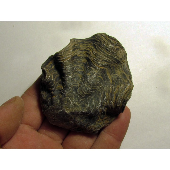 Ostrea nicaisei (5)