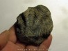 Ostrea nicaisei (5)