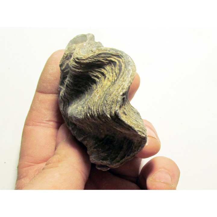 Ostrea nicaisei (5)
