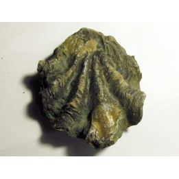 Ostrea nicaisei (8)