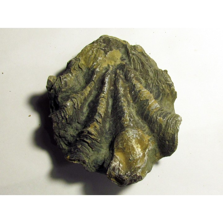 Ostrea nicaisei (8)