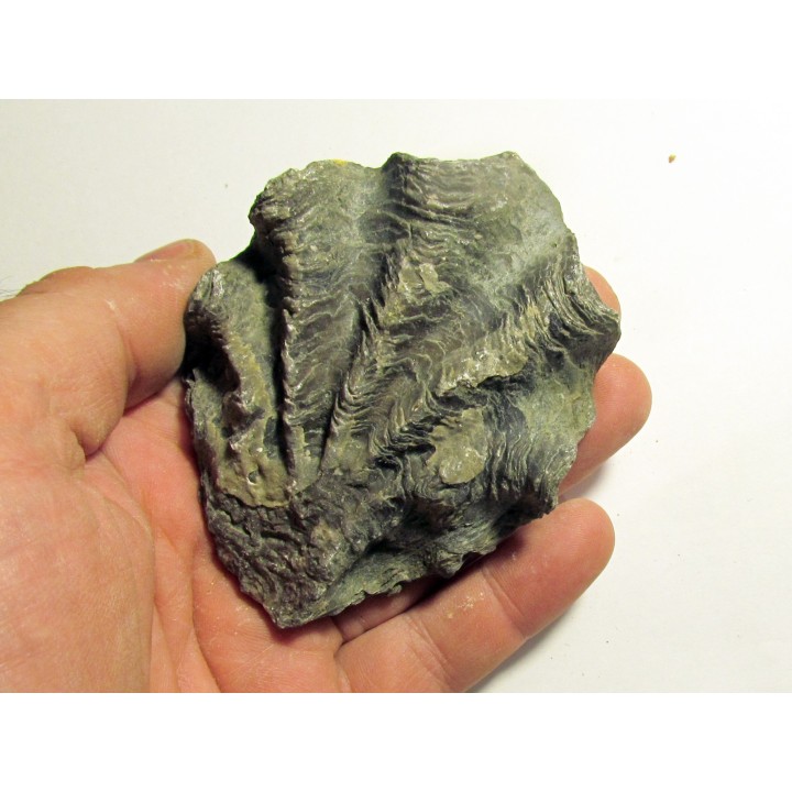Ostrea nicaisei (8)