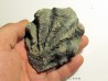 Ostrea nicaisei (8)