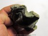 Ostrea nicaisei (8)