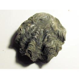 Ostrea nicaisei (9)
