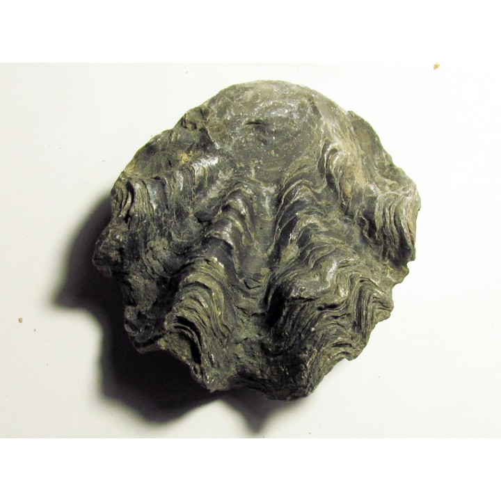 Ostrea nicaisei (9)