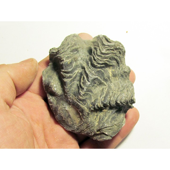 Ostrea nicaisei (9)